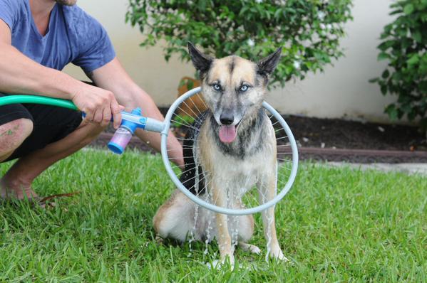 The Ultimate Gift-Giving Guide for Pets Part 2! 🐾🎄