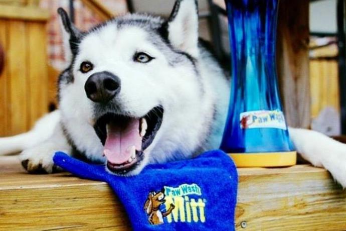 The Ultimate Gift-Giving Guide for Pets Part 2! 🐾🎄