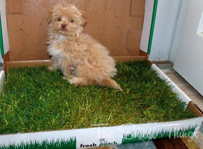 The Ultimate Gift-Giving Guide for Pets Part 2! 🐾🎄