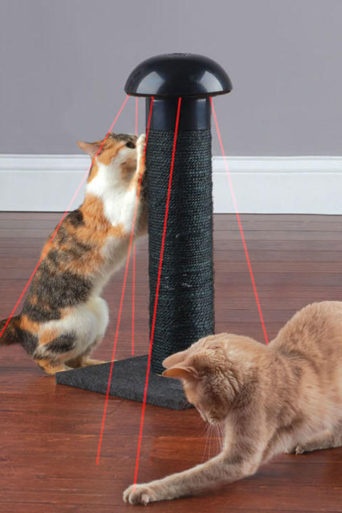 The Ultimate Gift-Giving Guide for Pets Part 2! 🐾🎄