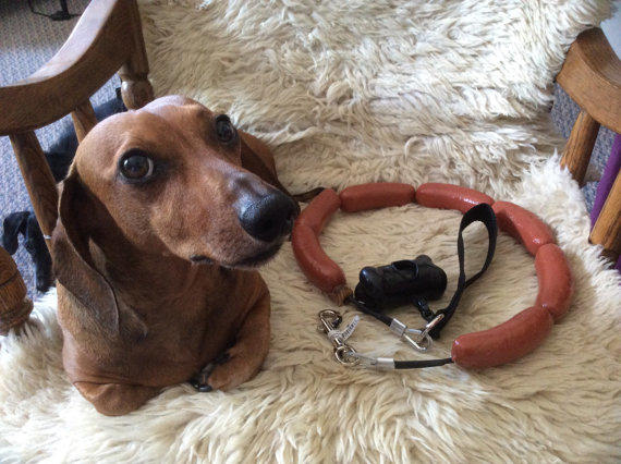 The Ultimate Gift-Giving Guide for Pets Part 2! 🐾🎄