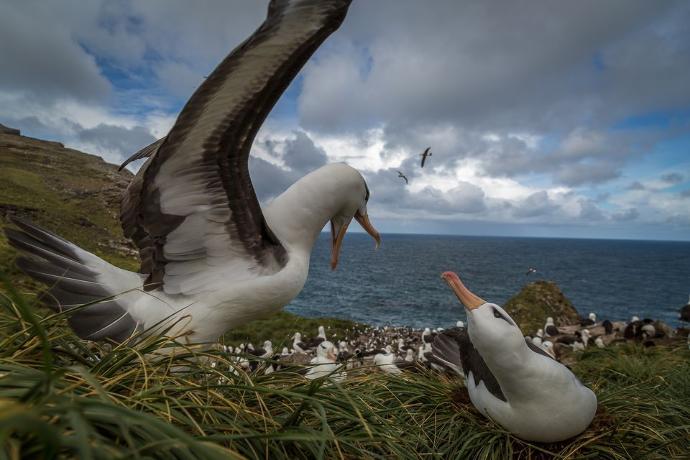 New Zealand's Native Animals: Birds