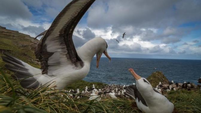 New Zealand's Native Animals: Birds