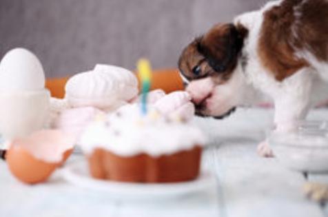 10 Birthday Cakes with Puppies
