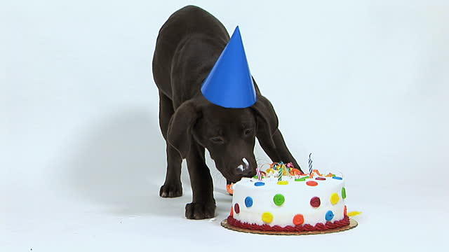 10 Birthday Cakes with Puppies