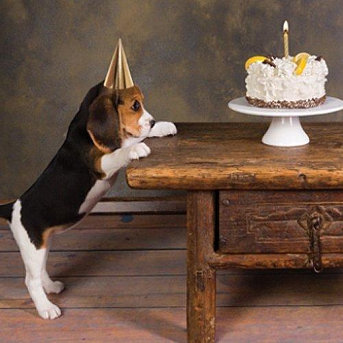 10 Birthday Cakes with Puppies