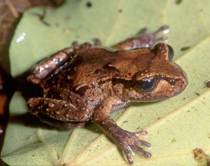 New Zealand's Native Animals: Reptiles and Frogs