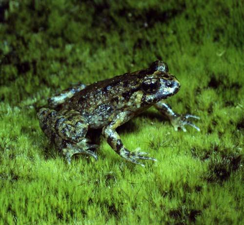 New Zealand's Native Animals: Reptiles and Frogs