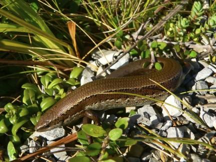 New Zealand's Native Animals: Reptiles and Frogs