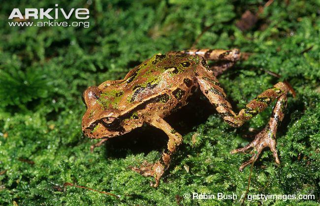 New Zealand's Native Animals: Reptiles and Frogs