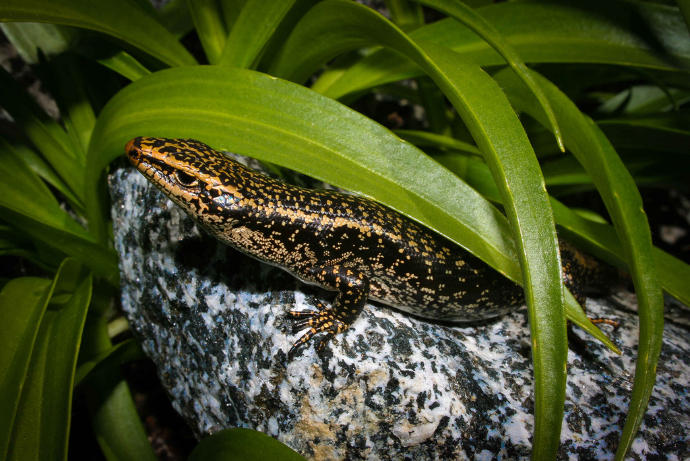New Zealand's Native Animals: Reptiles and Frogs