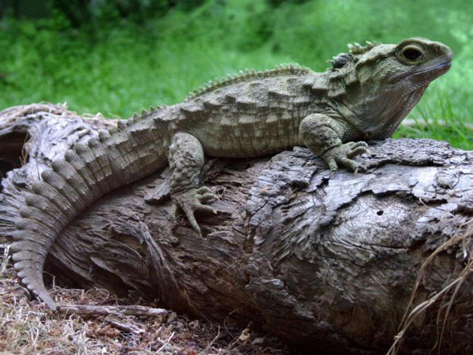 New Zealand's Native Animals: Reptiles and Frogs
