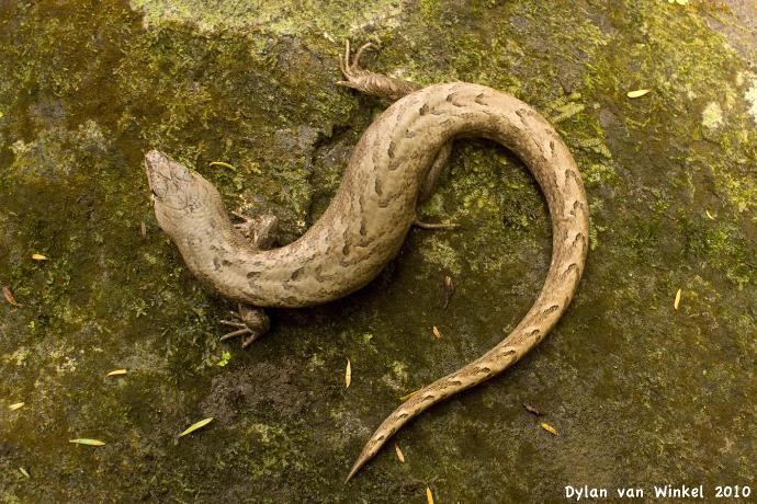 New Zealand's Native Animals: Reptiles and Frogs