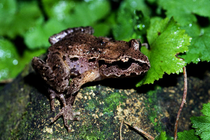 New Zealand's Native Animals: Reptiles and Frogs