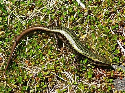 New Zealand's Native Animals: Reptiles and Frogs