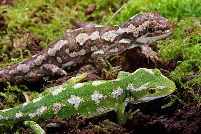 New Zealand's Native Animals: Reptiles and Frogs