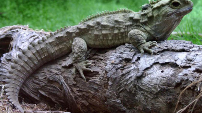 New Zealand's Native Animals: Reptiles and Frogs