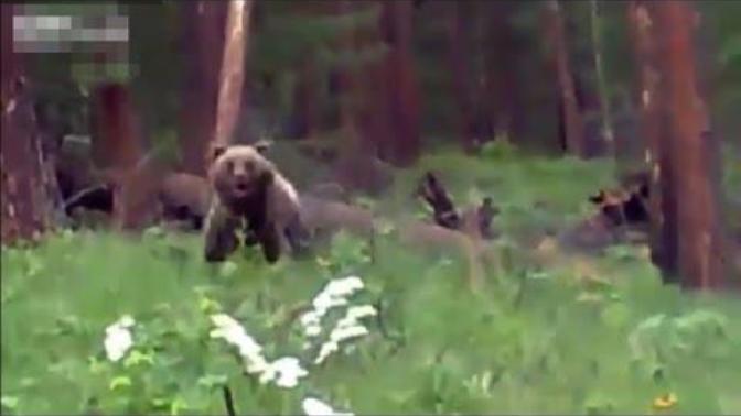 Watch the terrifying moment hunters in Russia shot a brown bear dead as it charged at them