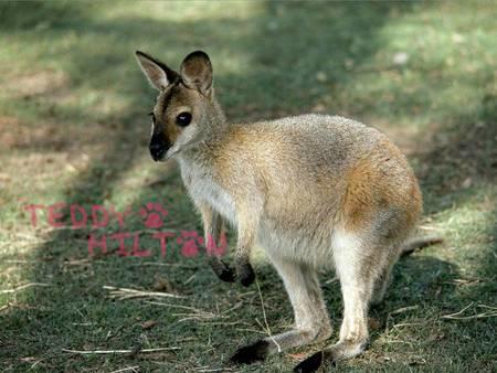 9 of the Cutest Exotic Pets You Can Legally Own π―π¦