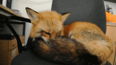 9 of the Cutest Exotic Pets You Can Legally Own π―π¦