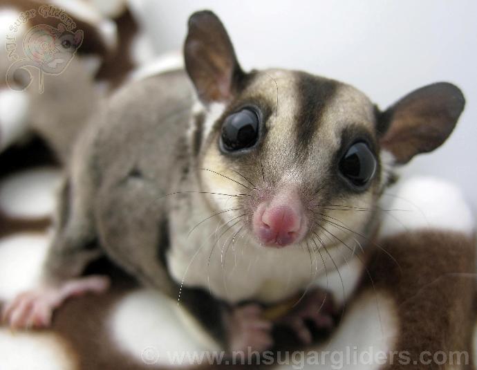 9 of the Cutest Exotic Pets You Can Legally Own π―π¦