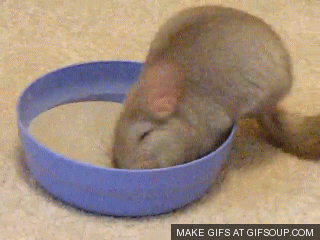 9 of the Cutest Exotic Pets You Can Legally Own π―π¦