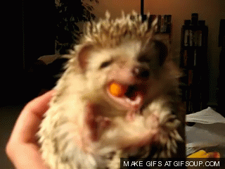 9 of the Cutest Exotic Pets You Can Legally Own π―π¦
