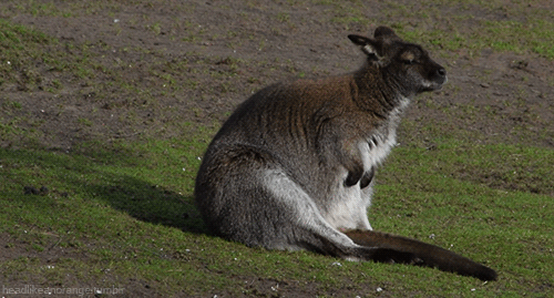 9 of the Cutest Exotic Pets You Can Legally Own π―π¦