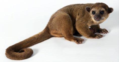9 of the Cutest Exotic Pets You Can Legally Own π―π¦