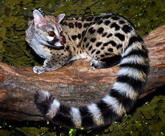 9 of the Cutest Exotic Pets You Can Legally Own π―π¦