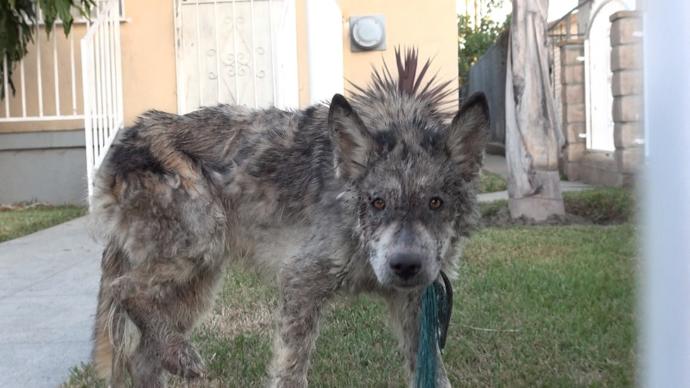 A Sick, Starving "Wolf Dog" on the Streets Undergoes an Amazing Transformation