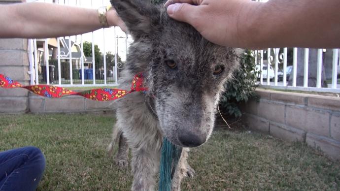 A Sick, Starving "Wolf Dog" on the Streets Undergoes an Amazing Transformation