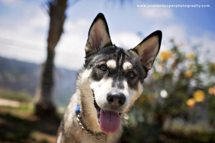 A Sick, Starving "Wolf Dog" on the Streets Undergoes an Amazing Transformation