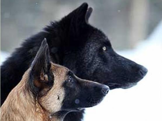 "It's a Paradox, is it not?" A Question of Love Versus Love
