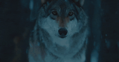 QOTW 3 Answered: Animals Above Humans