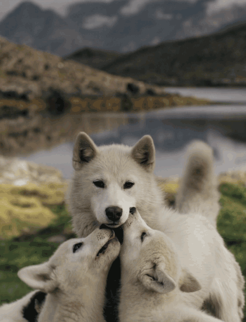 QOTW 3 Answered: Animals Above Humans