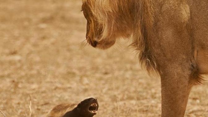 When David beats Goliath (Final part)