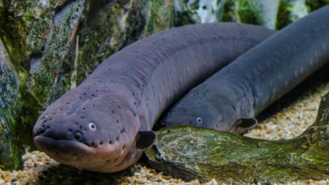 5 Incredible Animals You've Probably Never Heard of