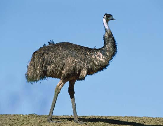 National Animals Of 10 Different Countries