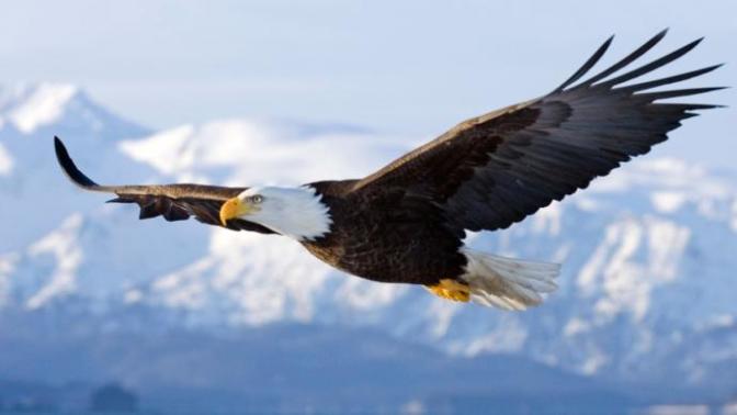 National Animals Of 10 Different Countries