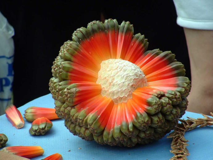 8 Kinds of Fruit You Didn't Know Existed