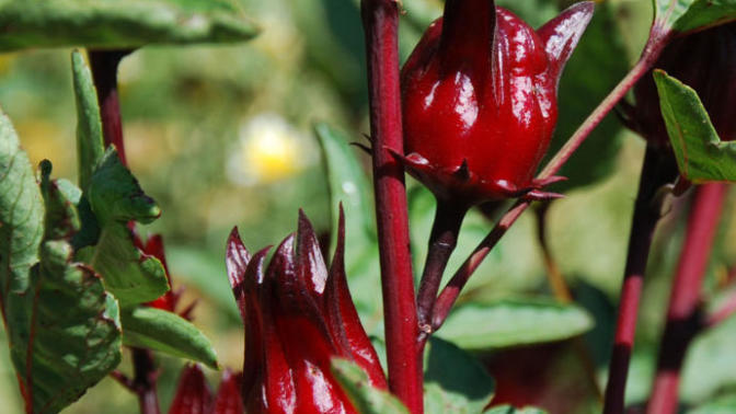 8 Kinds of Fruit You Didn't Know Existed