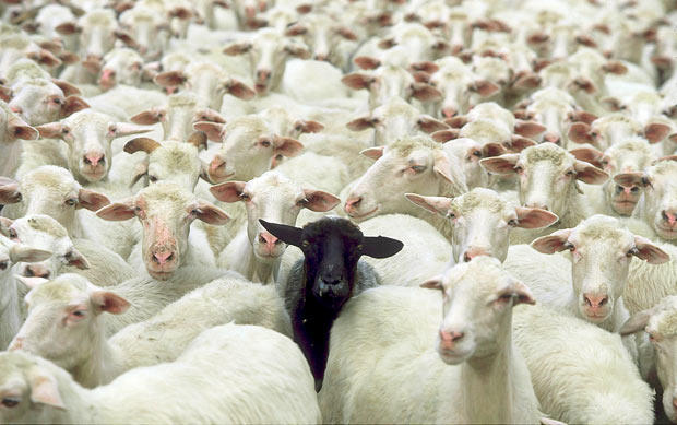 Are You The Black Sheep of Your Family?