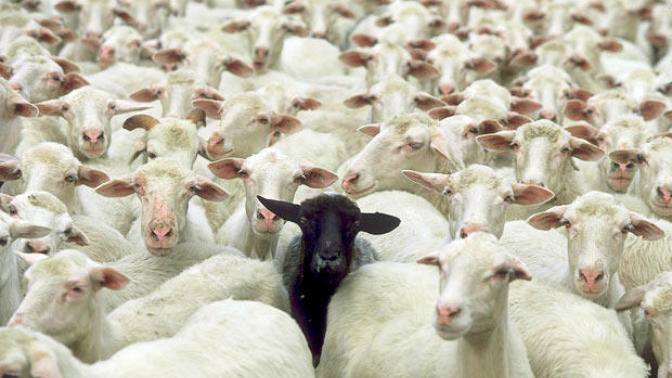 Are You The Black Sheep of Your Family?