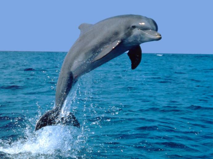 Giant Pandas and Dolphins, Oh My! Facts About These Two You May Not Have Known