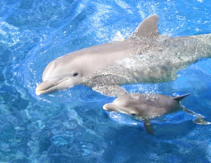Giant Pandas and Dolphins, Oh My! Facts About These Two You May Not Have Known