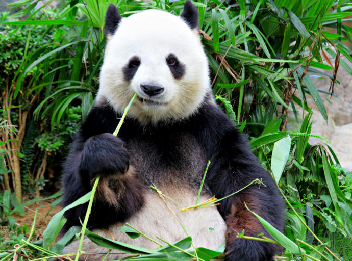 Giant Pandas and Dolphins, Oh My! Facts about these two you may not have known.