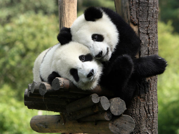 Giant Pandas and Dolphins, Oh My! Facts About These Two You May Not Have Known