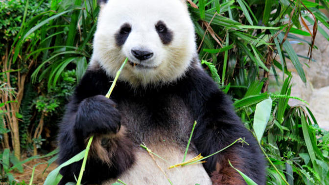 Giant Pandas and Dolphins, Oh My! Facts About These Two You May Not Have Known