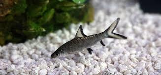 5 of the Most Unique Exotic Pets